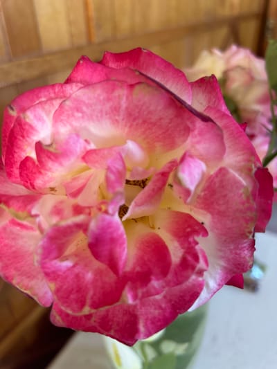 A close-up, slightly blurred photograph shows a pink and white rose with visible speckles of darker pink on its petals. The rose is in the foreground, with another less distinct rose visible in the background. The background also shows a wooden texture and a white surface, suggesting an outdoor or indoor setting with natural or artificial light. There are small insects on the petals. The image does not provide any information about the city of Родниковское сельское поселение, Ukraine.