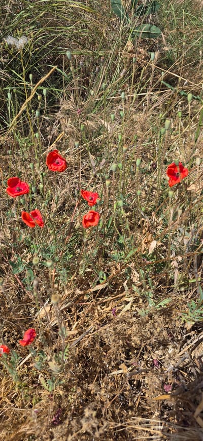 The image is an eye-level, close-up shot of wild red poppies interspersed with dry grass and green seed pods. The poppies are the primary subjects, their vibrant red petals contrasting with the muted browns and greens of the surrounding vegetation. Several poppies are fully bloomed, while others appear to be in bud or have already shed their petals, leaving behind their distinctive seed heads. The scene is natural and appears to be outdoors, likely in a field or meadow, given the abundance of wild plants and dry, straw-like grass. The sunlight suggests it is daytime, casting a warm glow on the scene and highlighting the textures of the plants. There are no people or man-made objects visible, focusing the attention entirely on the flora. The overall impression is one of natural beauty and the cycle of life, with blooming flowers and developing seed pods coexisting. The location context of Angüés, Spain, suggests a rural, possibly Mediterranean, environment where such wildflowers are common. No text is visible in the image.
