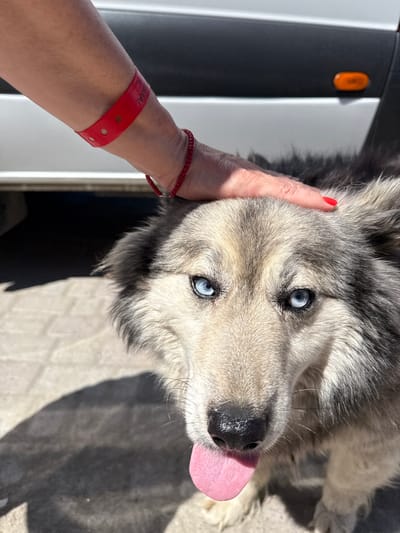 A close-up, eye-level shot captures a person's hand gently petting the head of a husky-like dog with striking blue eyes. The dog's tongue is lolling out, indicating it might be warm. The hand wears a red wristband and a beaded bracelet. In the background, a portion of a white vehicle with an orange reflector is visible, suggesting an outdoor urban setting, potentially in Onguday, Russia, given the contextual information. The ground appears to be a paved surface, with shadows indicating a sunny day.