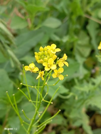 This is a close-up, eye-level, medium shot of a cluster of small yellow flowers with green stems and foliage in the background. The flowers are in various stages of bloom, with some fully open and others appearing as buds. They have four petals each and are arranged in a raceme formation. The stems are thin and green, with tiny white tips visible on some of them. The background consists of out-of-focus green leaves and foliage, suggesting an outdoor natural setting. The lighting appears to be natural daylight, possibly morning or afternoon, as there are no harsh shadows. The overall mood is serene and naturalistic.
On the bottom right of the image, the text "REDMI 12" is visible vertically, indicating the device used to capture the photograph. Given the location context of Semetey, Kyrgyzstan, the scene is likely a field, garden, or roadside, where such wildflowers might be found. The image does not depict any people or animals. The activity or event is simply the natural growth and blooming of the flowers.