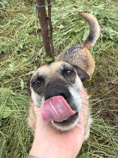 A close-up, high-angle shot features a dog licking a human hand amidst a grassy outdoor environment, possibly in Liubyntsi, Ukraine. The dog, with tan and dark fur, has its tongue extended and touching the hand, which is positioned centrally in the frame. The background consists of dry, cut grass and a thin wooden stake tied with twine. The lighting suggests an overcast day.