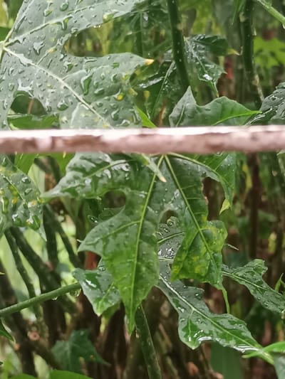 The image depicts a close-up view of wet foliage in Limbangan Sari, Indonesia, following precipitation. Multiple deeply lobed, dark green leaves, likely from a tropical plant, are prominently featured, heavily coated with numerous clear water droplets of varying sizes. Some leaves exhibit areas of lighter green or yellowish discoloration. A blurry, light brown, horizontal linear object, possibly a wooden branch or railing, extends across the mid-foreground, partially obscuring the lower and central portions of the foliage. The background consists of heavily blurred green and dark green vegetation. No individuals or active subjects are present.