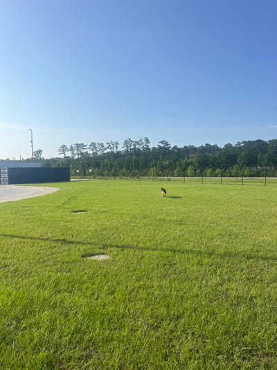 A German Shepherd is captured mid-stride on a bright, sunny day in a large, fenced-in grassy area. The dog, predominantly brown and black, is facing away from the camera, moving towards the right side of the frame. The grass is vividly green and well-maintained, with a few circular patches of lighter colored ground visible. In the background, a black chain-link fence runs horizontally across the image, separating the grassy area from a treeline and a road. Beyond the fence, a dense forest of green trees stretches across the horizon under a clear, bright blue sky. To the left of the frame, a dark blue shipping container-like structure is situated next to a curved concrete path. A tall lamppost stands near the container. The scene is set in an outdoor recreational area, likely a dog park, in Pooler, United States of America.