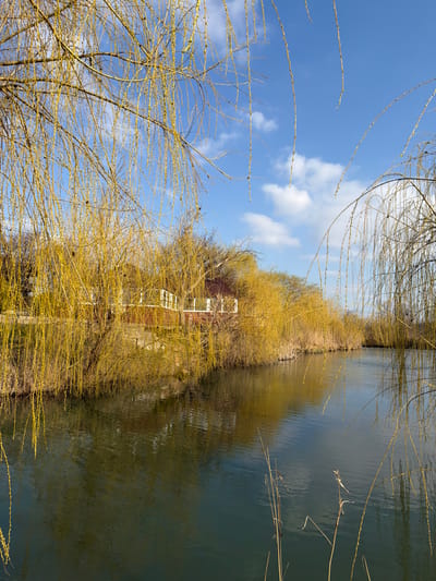 The scene, located in Utash, Russia, displays a calm body of water flanked by dense vegetation under a partly cloudy blue sky. The foreground is dominated by numerous slender, yellowish-green weeping branches, characteristic of willow trees, extending into the frame from the top, left, and right. The water, dark green to blue-green, occupies the lower and central portions of the frame, reflecting the sky and adjacent foliage. Along the far bank, a continuous line of deciduous trees, predominantly with yellowish-green early spring foliage, and some dried reeds line the shore. Partially obscured by the trees on the left side of the far bank is a reddish-brown building, possibly a single-story structure, featuring a distinct white railing or balcony overlooking the water. No individuals or specific activities are present. The environment is illuminated by natural daylight.