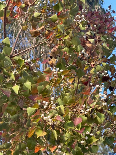 This close-up image captures a dense cluster of foliage and berries from a tree or large shrub, likely a Chinese Tallow Tree (*Triadica sebifera*), common in areas such as Bassendean, Australia. The scene is dominated by numerous leaves in various stages of seasonal change, displaying vibrant green, reddish-maroon, and earthy brown-orange hues, indicative of autumn. The leaves generally have a distinct, somewhat triangular or heart-shaped form with pointed tips.

Abundantly scattered among the colorful leaves are small, round, white berries, often clustered together on slender stems. Many of these berries appear to have split open, revealing a dark inner seed, contributing to their common name "popcorn tree" due to their resemblance to popped kernels. Thin branches intertwine through the dense foliage, supporting the leaves and berries.

The background, visible through gaps in the leaves, is a clear, bright blue sky, suggesting an outdoor setting during daytime with ample sunlight. The lighting indicates a clear and sunny day, possibly late morning or early afternoon. No human activity, people, or discernible text are present in the image, focusing entirely on the natural elements of the plant.