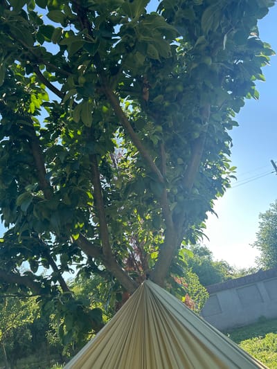 The image depicts a low-angle view looking up into the branches of a leafy tree, likely an apple tree, with small green fruits visible. Sunlight filters through the leaves, creating a dappled effect against a bright blue sky. In the foreground, a light-colored hammock is partially visible, suggesting a relaxed outdoor setting. In the background, there are more trees and a low, grey building with boarded-up windows. The scene appears to be in a rural area, possibly a backyard or garden, in the village of Sofronievo, Bulgaria.