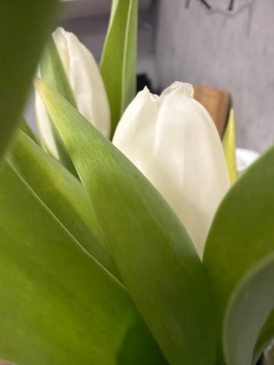 The image displays a close-up, indoor view of a bouquet of white tulips, situated in Ковалёво, Russia. The central subjects are several white tulip buds, some partially open, exhibiting subtle creases and folds on their petals. These blossoms are surrounded by and partially obscured by multiple vibrant green leaves, varying in sharpness due to depth of field; some foreground leaves appear slightly blurred while others offer sharp venation details. The background is out of focus, revealing a muted light grey vertical surface. A faint, light brown, block-like object is discernible behind the rightmost tulip bud. No individuals, explicit actions, or direct interactions are depicted.