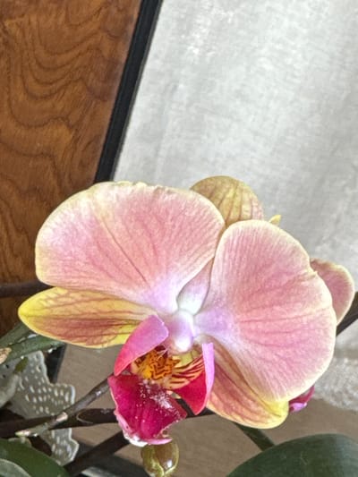 A close-up shot focuses on a pink and yellow orchid bloom, its petals gently unfurling. The orchid's center reveals intricate patterns of red and yellow, with a splash of vibrant magenta from a lower petal. The background is softly blurred, with a textured wooden surface on the left and a light-colored, possibly fabric, surface on the right. A dark frame element is visible on the left edge. The lighting appears soft and diffused, illuminating the delicate details of the flower. This image was taken in Veselina, Bulgaria.