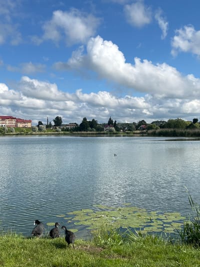 A picturesque scene unfolds at a lakeside in Азярэцкі сельскі Савет, Belarus, under a bright blue sky adorned with fluffy white clouds. The foreground is dominated by a lush green grassy bank bordering a tranquil body of water. Three dark-colored birds, possibly coots, are clustered near the water's edge, with one facing left and the other two facing towards each other. The lake's surface reflects the sky and is dotted with a patch of lily pads. In the distance, a line of buildings with red roofs and some trees are visible along the opposite shore, suggesting a settled area. A single duck can be seen swimming in the middle of the lake. The overall impression is one of peaceful rural tranquility.