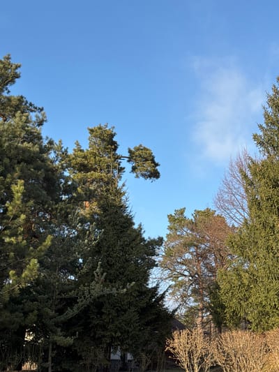 The image captures an upward view towards a bright blue sky, framed by the canopy of various trees in Plyuty, Ukraine. The sky, a dominant feature, is a clear, vibrant blue with a few faint, wispy white clouds scattered in the upper left region, indicating fair weather during daytime.

The edges of the frame are filled with a diverse array of tree foliage. Dense evergreen trees with dark green needles are prominent in the lower and right sections of the image, their branches creating a rich textural boundary against the sky. Towards the upper right, the bare, intricate branches of deciduous trees are visible, suggesting either late winter or early spring conditions. One tall evergreen tree stands out against the clear sky in the mid-left area, characterized by a more open structure and a distinctly rounded top.

The sunlight illuminates the upper portions of the trees, creating highlights and shadows that emphasize the different shades of green in the foliage and the textures of the branches. No people or visible activities are depicted, focusing solely on the natural landscape. There is no visible text in the image.