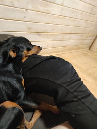 A black and tan Miniature Pinscher rests on a person's lap, which is covered by black pants. The dog's head is turned to the right, looking away from the camera. The background consists of light-colored wooden paneling and flooring, suggesting an indoor setting. The scene is well-lit, possibly by ambient light. There are no other people visible. The image does not provide any specific information to indicate its location in the city of Alabino, Russia.
