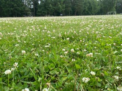 A low-angle, medium shot captures a dense field of white clover flowers interspersed with green grass, stretching towards a backdrop of tall trees. In the distance, a sliver of a light-colored structure, possibly a goalpost, is visible on the right side of the frame, suggesting a park or sports field within the city of Svislach, Belarus. The sky is overcast, and the overall lighting is soft. No people are present in the scene. The focus is on the natural environment, with the ground covered in a carpet of blooming clover and lush greenery.