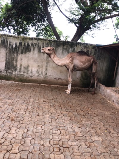 A camel stands in an enclosure in Boundaryline, Nigeria. The animal is light brown, with a small hump. It is positioned against a weathered concrete wall. The ground is paved with interlocking brick tiles. The upper left portion of the image reveals a tree with abundant green foliage and overhanging branches. A partial roof structure is visible above the camel.