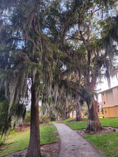 The image depicts a pathway winding through a park-like setting characterized by numerous large trees draped with Spanish moss. The trees have thick, textured trunks and their branches extend outwards, creating a canopy overhead. The ground is covered in green grass and a gravel path. In the background, a multi-story building with a light-colored facade and reddish-brown roof is visible, suggesting an urban or suburban environment. The scene is illuminated by natural daylight. The location is identified as the Rollins College campus in Winter Park, Florida, USA.