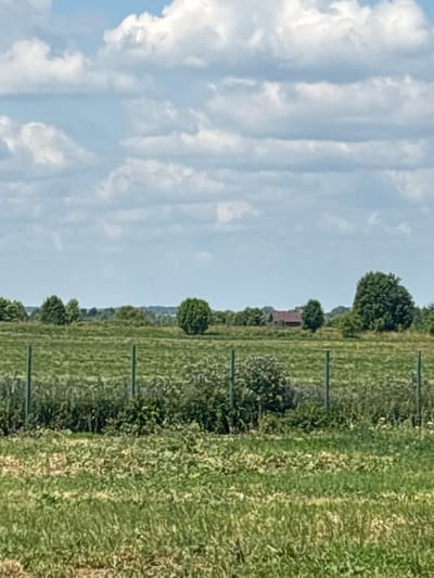 A wide shot captures a pastoral scene under a cloudy sky in Ves', Russia. In the foreground, a wire fence with green posts divides a grassy field from a more overgrown area. Beyond the fence, a large expanse of green fields stretches towards a treeline dotted with various trees. A cluster of buildings, appearing to be a house with a red roof, is visible nestled among the trees in the middle distance. The sky is filled with fluffy white clouds against a pale blue backdrop.