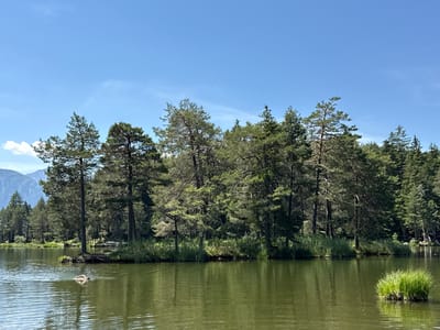 The image depicts a tranquil natural scene on a clear, sunny day. In the foreground, a body of calm, greenish water stretches across the frame. A person is swimming in the lake, their head and upper body visible above the surface. In the middle ground, a small, tree-covered island is situated, with a cluster of tall evergreen trees dominating the right side of the image, extending towards the background. The trees are dense and form a lush backdrop. In the far left background, the majestic peaks of mountains can be seen under a bright blue sky with a few wispy clouds. The overall impression is one of serenity and natural beauty. This scene is likely located at the Wildsee, a small lake near Telfs, Austria, known for its scenic beauty and recreational opportunities.