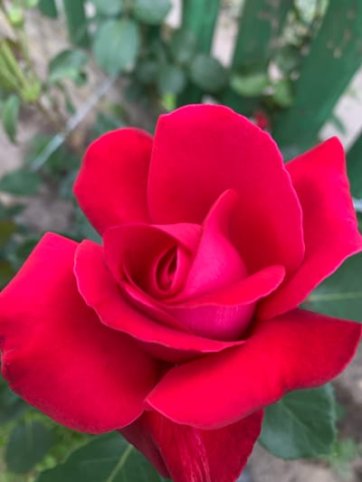 This is a close-up, eye-level, outdoor shot of a vibrant red rose. The rose is the primary subject, filling most of the frame with its rich, velvety petals. The bloom is partially open, revealing a tightly swirled center. The lighting appears to be natural daylight, casting soft shadows that accentuate the texture of the petals. The background is softly blurred, showing hints of green foliage and a muted green wooden fence. The shallow depth of field focuses all attention on the intricate details of the rose. The overall mood is one of natural beauty and tranquility. No people, text, or specific events are visible in the image. The location context provided is Ivanava, Belarus.