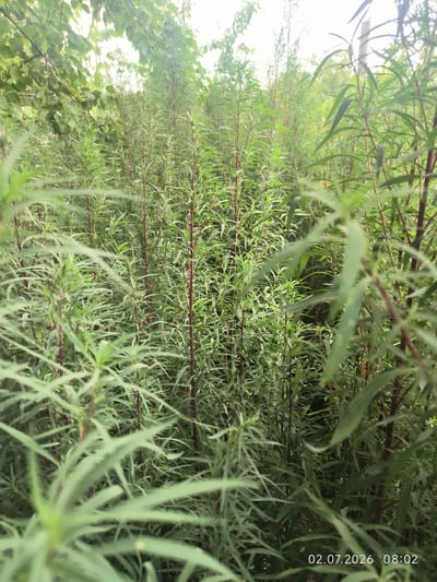 An outdoor, vertical, medium shot captures a dense thicket of tall, thin, green leafy plants with reddish-brown stalks. The plants fill the majority of the frame, creating a lush, overgrown appearance. In the upper left corner, the edge of a tree with green leaves is visible, and the sky above is bright and overcast. The bottom right corner of the image displays a timestamp: "02.07.2026 08:02". The scene appears to be in a natural or semi-wild outdoor setting.