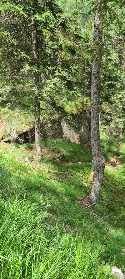 The image depicts a natural forest scene, likely a hiking trail, in Cortina d'Ampezzo, Italy. The foreground is dominated by lush green grass and a thick forest of coniferous trees, with sunlight dappling through the branches, suggesting it is daytime. A prominent element is a large tree trunk that curves dramatically over what appears to be a natural ditch or ravine, creating an arch. The ground is covered in grass, small yellow wildflowers, and some scattered branches and debris. The depth of the scene reveals more trees and a shadowed path winding through the woods. The overall impression is one of a peaceful, natural environment, typical of the Dolomite region. There are no people or specific objects visible beyond the natural elements of the forest. The weather appears to be fair and sunny. No text is visible in the image.