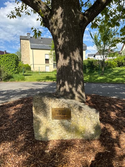 The image shows a tree trunk next to a stone with a commemorative plaque in Manternach, Luxembourg. The plaque reads "1839-1989 150 Jar Oriflangekeef" (translated: 1839-1989 150 Years Orphanage). The area around the stone is covered in mulch. A sidewalk runs alongside the tree and stone. In the background, there are houses and green areas, with a blue sky and some clouds overhead. The scene is outdoors, likely in a park or along a street. There are no people in the immediate view.