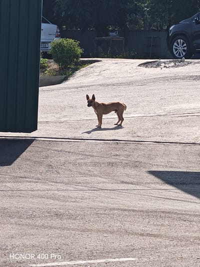 A medium-shot, eye-level, outdoor photograph captures a small, brown dog standing on a paved surface. The dog is facing towards the right of the frame, with its head turned slightly to the left, looking towards something unseen. Its ears are erect and pointed upwards. The dog's tail is held straight out. The ground appears to be asphalt or concrete, with visible cracks and textured patterns. Shadows are cast on the ground, indicating a sunny day. In the background, a dark green vertical structure, possibly a wall or a container, is partially visible on the left side of the image. Further in the background, a white pickup truck with a license plate that reads "8QA" is parked, partially obscured by a green bush. The environment appears to be an outdoor industrial or commercial area. The image was taken in Yalangach, Uzbekistan.