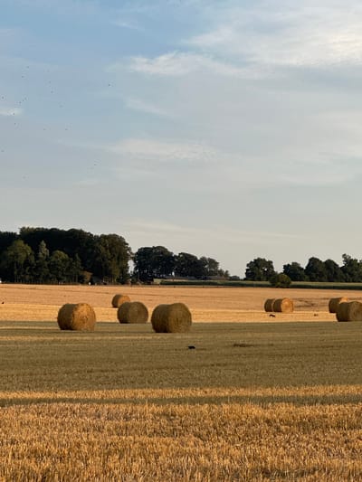 The image depicts a wide, golden field under a pale blue sky with sparse white clouds. Numerous round bales of hay are scattered across the field, some clustered together and others isolated. In the distance, a dense line of dark green trees forms a natural horizon, with hints of farm buildings nestled amongst them. The foreground is dominated by the texture of the harvested field, with long shadows suggesting the setting sun. A few small, dark shapes, likely birds, are visible in the sky. In the mid-ground, two deer are captured in motion, one appearing to be running, and another smaller animal, possibly a rabbit, is also present. A single black bird stands on the ground in the lower-left quadrant of the image. This scene is located in Alvimare, France.