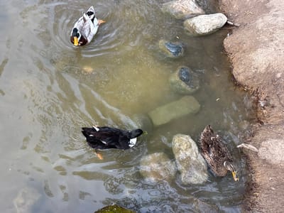 The image shows three ducks in a murky body of water. The water is surrounded by rocks and a concrete edge. The duck on the top is primarily white and grey with a yellow beak. The duck on the lower left is black with some white markings. The duck on the lower right is brown and grey. The location is unknown, Armenia.