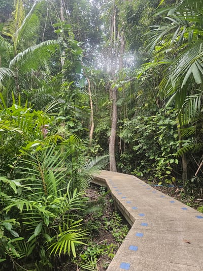 An elevated concrete walkway with blue square tiles winds through a dense, lush forest in Tambon Khlong Thom Nuea, Thailand. The walkway is partially shaded by the overhanging canopy of tropical trees and large, green palm fronds. The forest floor is covered in undergrowth and leaf litter. The lighting suggests it is daytime, with diffused sunlight filtering through the trees. There are no people visible in the image.