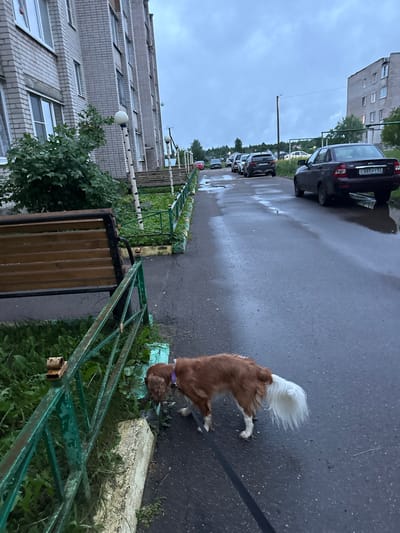 A brown and white dog on a leash is sniffing at the base of a green metal fence next to a concrete curb. The dog is facing left, with its head down. The dog's tail is white and fluffy. The fence is weathered and has patches of rust. Behind the fence is a grassy area with a wooden bench. The bench is brown and has metal supports. To the left of the bench is a green bush. Further left, a multi-story brick building with white-trimmed windows lines a walkway. The walkway is paved with asphalt and is wet, with several puddles reflecting the overcast sky. Several cars are parked on the street to the right of the walkway, and in the distance, more cars are visible driving down the street. The sky is a muted gray, suggesting it may have recently rained or is about to rain. The scene appears to be in a residential area of Valday, Russia, likely near an apartment complex.