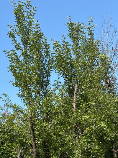 The image depicts a close-up view of two large, leafy trees with clear blue sky in the background. The trees are dense with green foliage, obscuring much of their structure. There are several visible green fruits on the branches of the trees, suggesting they are fruit-bearing trees, possibly apple trees. To the right of the main trees, a third, much thinner tree with bare, dried branches is visible, starkly contrasting with the lush greenery of the other two. The scene appears to be outdoors, likely in a natural or semi-natural setting. There are no people or specific man-made structures visible. The image does not provide any information that would allow for the specific location within the city of Koklaisai, Kazakhstan to be determined.
