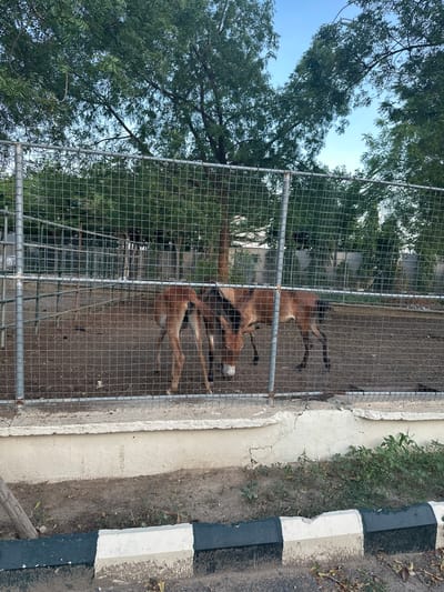 In Batagarawa, Nigeria, two donkeys are standing within a fenced enclosure. The enclosure is made of metal mesh and posts, with a concrete base. The ground inside the enclosure is dirt. Behind the enclosure, there are trees and a clear blue sky. In the foreground, there is a concrete curb painted with black and white stripes. The scene appears to be a zoo or animal sanctuary.