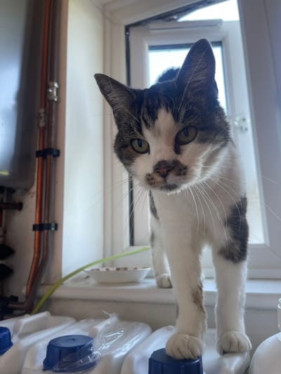 A cat with white and grey tabby markings is lying on top of a white object, possibly a radiator or shelving unit, with its paws resting on a blue cap. The cat is looking directly down at the camera, with its head tilted slightly to the side. The background includes a window with a white frame and a blurred view of the outside, and copper pipes secured with black clips running horizontally. This image was taken inside a building in an indeterminate location in Ashford, United Kingdom.