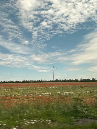 The image depicts a vast, blooming field of red poppies and white wildflowers situated in the village of Sychavka, Ukraine. The field stretches towards a treeline, behind which several wind turbines are visible. The sky above is a clear blue, adorned with scattered, wispy white clouds. The foreground is a blur of green grass, suggesting movement, possibly from a vehicle. The scene captures a serene rural landscape on a bright day, characterized by the vibrant colors of the flora and the presence of renewable energy infrastructure.