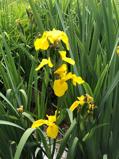 This is a medium shot, eye-level, vertical, outdoor photograph of yellow irises in a densely vegetated area. The flowers are in various stages of bloom, with some fully open and others still in bud. The petals are a vibrant yellow with subtle brown veining. The leaves of the irises are long, slender, and green, forming a backdrop for the flowers. The background is a blur of green foliage, suggesting a natural or garden setting. There are no people or animals visible in the image. The lighting appears to be natural daylight, casting soft shadows. The overall impression is one of natural beauty and growth. The image was taken in Innisfil, Canada.