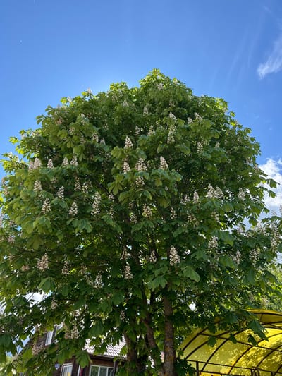 The image depicts a tree in full bloom with white flowers and green leaves, set against a blue sky with some clouds. Part of a yellow structure is visible on the right side of the image, possibly a canopy or awning. The trunk of the tree is visible, and a building can be partially seen through the foliage. Based on the query, the image is potentially taken in Slobodka, Russia, but there are no distinct features to independently confirm this location. There are no people visible in the image.