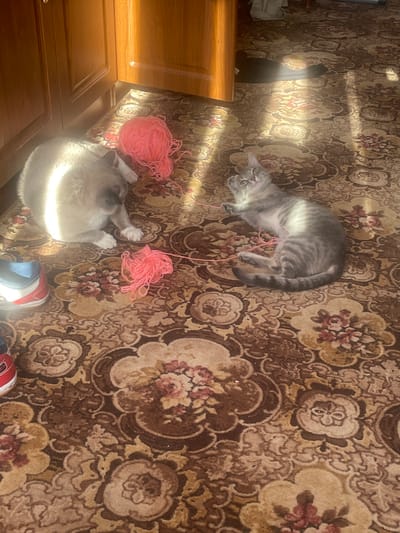 The image shows two cats playing with pink yarn on a floral patterned carpet. One cat is grey striped, lying on its side. The other cat is light colored and is lying near a ball of yarn. Part of a wooden cabinet is visible on the left side. Two sneakers can be seen in the bottom right. The location and presence of any people cannot be determined from this image.