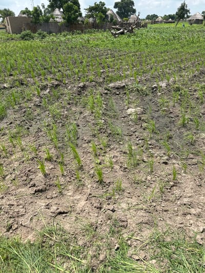 This media file depicts an agricultural scene in Garin Dogo, Nigeria, with a focus on a rice paddy. The image is oriented vertically. In the foreground, rows of young rice shoots are visible, emerging from wet, dark soil. The soil appears muddy in places, indicating recent watering or rainfall. To the left of the paddy, a village is nestled among trees. Several traditional huts with conical thatched roofs are prominent. Some of the huts show signs of wear and tear, with exposed branches and framing. Lush green trees provide shade and contrast with the cultivated land. A few scattered structures, possibly houses or storage buildings, are also present in the village. The sky is visible in the upper portion of the image and appears cloudy, suggesting overcast weather. The overall impression is one of rural life and agricultural activity. There is no visible text in the image. The time of day is not definitively ascertainable but appears to be daytime under cloudy conditions. The scene conveys a sense of calm and natural beauty, characteristic of a rural farming community.