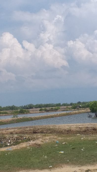 The image displays an outdoor landscape in Lhok Euncien, Indonesia, under a sky with prominent cloud cover. The upper portion of the frame is dominated by a light blue sky featuring extensive white cumulus clouds, with a transition to darker, greyish cloud formations in the upper right. The midground reveals multiple parallel, elongated aquaculture ponds containing dark blue-grey water, separated by earthen embankments. Along the distant horizon behind these ponds, a dense line of green vegetation, likely mangroves, is visible. Within this distant foliage, a small, rustic structure with a dark roof and lighter walls is identifiable on the right side. The foreground consists of uneven, light brown soil mixed with patches of green grass. Scattered anthropogenic refuse, including plastic bags and wrappers, is present on the ground in the immediate foreground. No individuals or specific activities are depicted within the scene.
