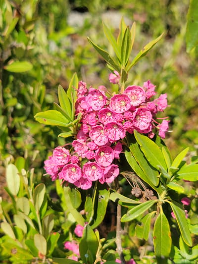 A cluster of bright pink mountain laurel flowers is in focus against a blurred green background of leaves and sunlight. The flowers are small and bell-shaped, with delicate stamens extending from their centers. Several leaves, varying in shades of green and yellow, surround the flowers. The scene appears to be outdoors, likely in a natural or garden setting, with dappled sunlight suggesting it was taken on a clear day. The image does not contain any specific landmarks or clues to pinpoint its location within Saint-Alban, Canada. There are no people or animals visible in the image.
