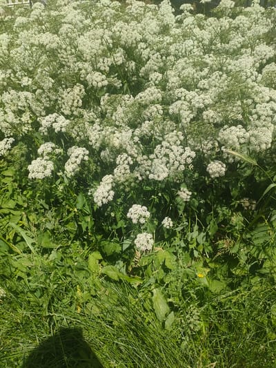 The image depicts a dense field of white flowers, likely Cow Parsley (Anthriscus sylvestris), with lush green foliage and grass in the foreground. The flowers are in full bloom, forming umbrella-shaped clusters. The scene is illuminated by bright sunlight, casting shadows on the vegetation. The overall impression is one of a natural, overgrown area. No specific landmarks or features are visible that would allow for precise localization within Chemnitz, Germany.