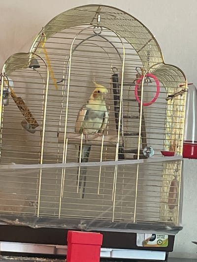 The image shows a birdcage with a bird inside. The birdcage is made of gold-colored metal bars and has a curved top. There are several perches and toys inside the cage, including a pink ring and a long yellow object. The bird appears to be a cockatiel, with yellow and gray feathers. It is perched on a wooden toy. The cage is covered with a sheer white fabric on the right side. In the background, a red object and a dark binder with a label are visible. The setting appears to be indoors, possibly a home. There is no visible indication of the time of day or weather. The overall scene is calm and still.