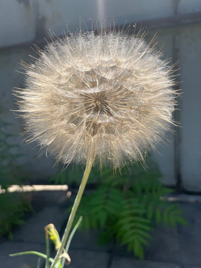 A close-up, sunlit photograph captures a fluffy dandelion seed head in full bloom, set against a muted background. The delicate white filaments of the seed head radiate outwards, creating a spherical shape that dominates the frame. Some of the filaments are caught by the light, appearing to glow. The stem of the dandelion is visible at the bottom, extending downwards and out of frame. Behind the dandelion, a blurry backdrop consists of greenery, possibly ferns, and a grey, textured surface, possibly a wall or building. The overall impression is one of natural beauty and the ephemeral quality of the dandelion's seed dispersal. This photograph was taken in Bilenke, Ukraine, specifically in an outdoor urban setting.
