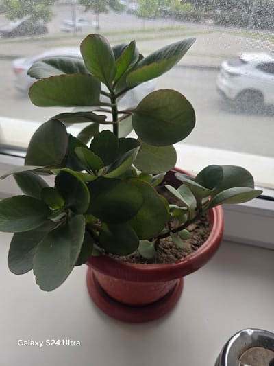 A potted Kalanchoe plant with thick, dark green, fleshy leaves sits on a windowsill in Shali, Russia. The plant is in a reddish-brown pot with a saucer. Through the window, a white car is visible parked on a street, with trees and buildings in the background. The window is covered by a screen. The overall scene suggests an indoor plant placed near a window with a view of the exterior environment.
