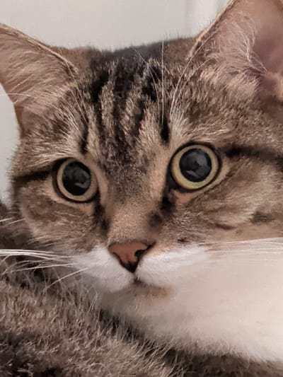 A domestic tabby cat is depicted in a close-up, head-and-shoulder photographic capture in the city of Shirkovo, Russia. The animal exhibits brown, gray, and black striped fur on its head, ears, and visible upper body, with distinct white fur covering its muzzle and chest. Its prominent eyes feature large, circular, dark pupils surrounded by light yellowish-brown irises, indicating a state of heightened alertness. A small, triangular pinkish-brown nose is centrally positioned on its face, from which multiple white vibrissae (whiskers) extend laterally. Both ears are erect and covered in fine fur. The background is uniformly light-colored and out of focus, suggesting an indoor setting. No other subjects or objects are discernible. The cat is oriented directly forward, with its head slightly angled.