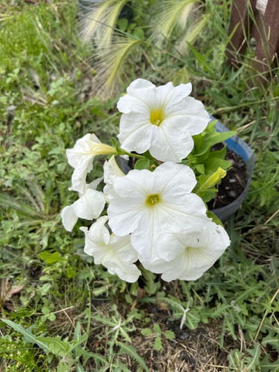 This media file is a high-angle, close-up shot of a cluster of white petunias in bloom, situated in a garden or outdoor setting. The flowers are the primary subjects, with their large, trumpet-shaped petals and yellow centers clearly visible. Some of the petunias are fully open, while others are still developing buds, indicating a healthy plant in its blooming phase.
The flowers are growing out of a dark plastic pot, which is partially visible and contains soil. The pot is surrounded by a dense ground cover of green grass and some dry, brown foliage, suggesting an outdoor environment. In the upper left corner, a blurred wooden surface is present, possibly part of a fence or planter box, providing a hint of the garden's structure. The overall scene conveys a sense of natural beauty and growth.
The lighting appears to be natural daylight, casting soft shadows and highlighting the delicate texture of the petals. There are no people visible in the image. The setting appears to be a garden or backyard in the Тимирязев ауылдық округі, Kazakhstan. The image captures a serene moment in nature, focusing on the simple elegance of the blooming petunias. There is no visible text in the image.