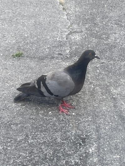 A pigeon is lying on a textured, gray surface that appears to be concrete or asphalt. The pigeon is facing left, with its head tilted upwards. It has dark gray and black feathers on its body and wings, with two distinct black bands across its wings. Its legs are bright pink and are visible, splayed out. A small, green sprout is growing near the pigeon's body. The lighting suggests it is daytime. The scene is an outdoor environment, likely a paved area in Banská Bystrica, Slovakia, given the location context. There is no visible text in the image.