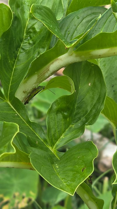 A green grasshopper rests on a plant stem amongst green leaves in Pante Aree, Indonesia. The leaves have a waxy sheen and some are slightly damaged. The stem is cylindrical and pale green with brown markings. The grasshopper is green and brown, with long antennae.