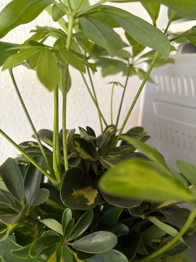 The image shows a close-up, upward-facing view of two Schefflera plants (also known as umbrella plants). The plant on the left has lighter green, more elongated leaves, while the plant on the right has darker green, rounded leaves with yellow variegation. The stems of both plants are visible, appearing as thin, green stalks. The background consists of a white wall and a white object (possibly a light fixture or part of the ceiling) with recessed linear details. No people are present. The location in Azuqueca de Henares, Spain is unknown and can not be determined.