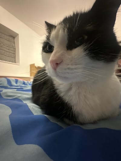 A tuxedo cat with white fur on its face and chest is nestled on a blue and white patterned surface. The cat's head is tilted slightly upward, revealing its pink nose and whiskers. The background includes a glimpse of a ceiling with a rectangular fixture and beige walls. The lighting suggests an indoor environment.