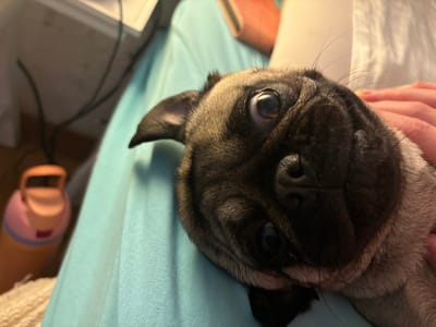 The image displays a fawn-colored pug dog situated indoors in La Herradura, Mexico. The dog's head occupies the central foreground, tilted, with its large, dark eyes directed towards the camera. Its distinctive wrinkled forehead and dark muzzle are clearly visible. A human hand, with visible fingers, is positioned on the right side of the frame, resting on the dog near its neck and upper body. The pug is supported by a light blue fabric surface, likely clothing or bedding. In the blurred background to the left, a two-tone pink and orange water bottle with a handle is partially visible. Further back, out-of-focus electrical wires and a segment of a white object are discernible. A light-colored, textured fabric element is also present in the lower left corner of the frame.